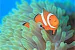 Clownfish