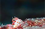 Red-Spotted Blenny