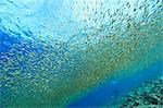 Juvenile Rabbitfish