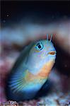 Anthias Blenny