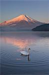 Swan, Japan