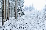 Forest with Norway Spruce (Picea abies) Trees Covered in Snow in Winter, Upper Palatinate, Bavaria, Germany