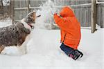 Boy having Snowball Fight with his Australian Shepherd Dog, Maryland, USA