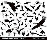 Birds vector silhouettes set. EPS 10