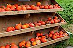 coclorful orange pumpkin in autumn outdoor on field