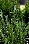 fresh aromatic green rosemary macro outdoor on market