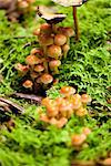 group of brown mushrooms in forest autumn outdoor closeup macro