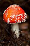 agaric amanita muscaia mushroom detail in forest autumn seasonal poisonous