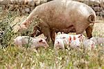 cute little pig piglet and mother outdoor in field in summer
