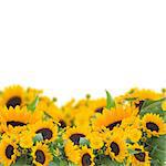 bright  sunflowers and calendula flowers border  isolated on white background