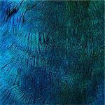 A closeup of the blue feathers of a bird (peacock)