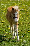 A sweet foal is walking alone on a flower meadow.