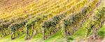 Piemonte Region, Italy: vineyard during autumn season