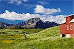 Colorful Lofoten islands in Norway during short summer north of arctic circle with typical red wooden building, dramatic mountain peaks and flowering fields