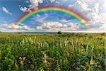 Rainbow over flower meadow, summer landscape