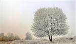 winter landscape of frozen trees in morning time