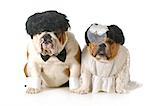 bride and groom dog - english bulldogs dreesed up like bride and groom isolated on white background