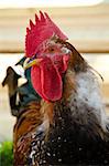 Close Up Portrait of a Colorful Rooster