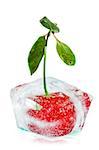 transparent ice and frozen cherry inside