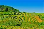 Ripe Black Grapes in the Autumn in Bordeaux, France