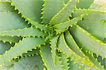close up of growing aloe vera plant