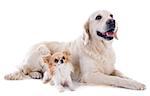 purebred golden retriever and chihuahua in front of a white background