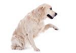 purebred golden retriever  in front of a white background