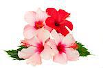 bunch of  hibiscus flowesr isolated on white background