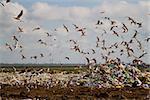 Lots of seagulls flying in the city dump