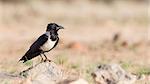 Pied crow (corvus albus) in the Sossusvlei, Namibia