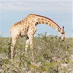 Giraffe in Etosha national park, Namibia, Africa