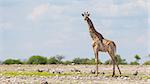 Giraffe in Etosha national park, Namibia, Africa