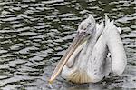 A white pelican floating on the water