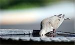 A mourning dove drinking at a birdbath