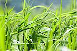 Field of spring grass and perfect sunny day