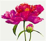 Luxurious red peony flower and the bud painted in bright colors