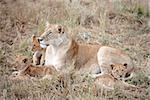 female Lion and lion cubs in the Masai Mara reserve in Kenya Africa