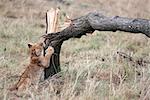 Lion cub playing with broken tree in the Masai Mara reserve in Kenya Africa