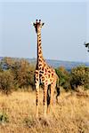 Maasai or Kilimanjaro Giraffe  grazing in the beautiful plains of the masai mara reserve in kenya africa