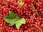 fresh cropped redcurrants with leaves as food background