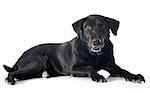 old  labrador retriever in front of a white background