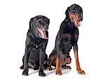 purebred  labrador retriever and dobermann in front of a white background