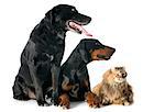 purebred  labrador retriever, american curl cat and dobermann in front of a white background