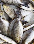 Rabbitfish or  Spinefish  in  fresh market for sale
