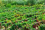 Vineyards on the Hills of Portugal on a Rainy Day