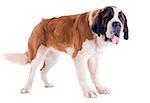 portrait of a purebred Saint Bernard in a studio