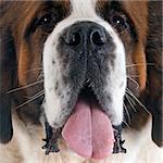 portrait of a purebred Saint Bernard in a studio