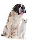 portrait of a purebred Saint Bernard and cat in a studio