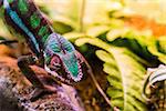 Chameleon between leaves and stones