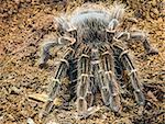 Tarantula spider in nature. Close up macro shot